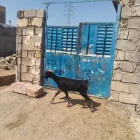 تیر بز جوان پاک