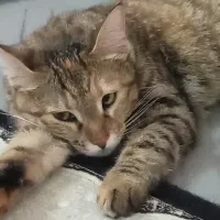 واگذاری گربه dsh