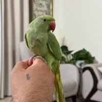جوجه طوطی ملنگو