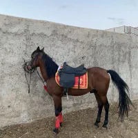 اسب پرخون
