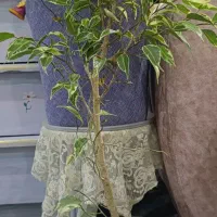 حراج گل به علت کمبود جا