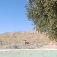 زمین کشاورزی روستای دوبان قیمت توافقی