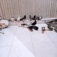 کفتر غریبگیری