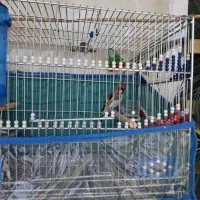 سهره یا سقا