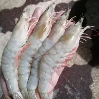 میگوپرورشی سایز3040