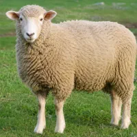 فروش گوسفند زنده سالم و پرواری