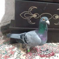 کفترپلاکی