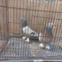 ‌کبوتر شق شقی