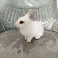 خرگوش