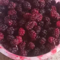 شاه توت اصیل ایرانی