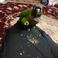 پرنده طوطی گرینچیک
