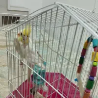عروس هلندی ماده دستی با تمام وسایل و دانش 3تومن