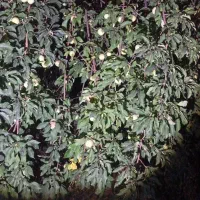 سیب گلاب اجاره ای