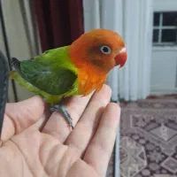 طوطی کوتوله برزیلی