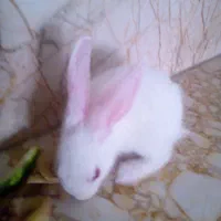 بچه خرگوش بانمک