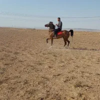 اسب|اسب و تجهیزات اسب‌سواری|معصومیه, |دیوار
