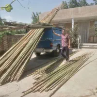 بامبو و پوست گیری گردو