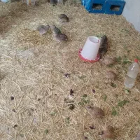 بلدرچین معاوضه