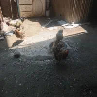 مرغ