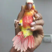 جوجه گرینچیک اناناسی دبل رد نرم خور