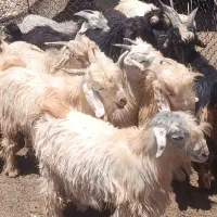 کهره نقلی خوب