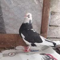 شازده ماده