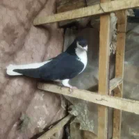 کفتر کبوتر