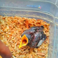جوجه مینا،عروس هلندی نر