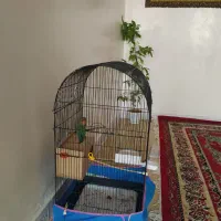 طوطی کوتوله برزیلی