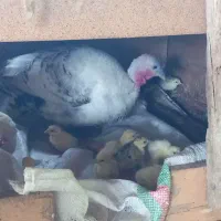 بچه بقلمون