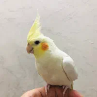 عروس هلندی ی جفت