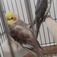 جفت عروس هلندی