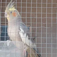 عروس هلندی ماده