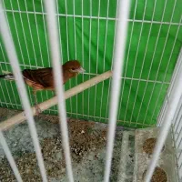 قناری  نر جوجه پارسال