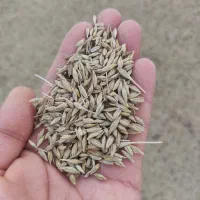فروش جو محلی