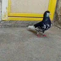 کفتر یال سیاه