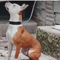 سگ پیت بول