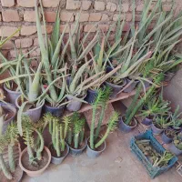 گل‌.|گل و گیاه طبیعی|سبزوار, طبرسی (جعفرآباد)|دیوار