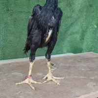 جوجه اوشامو