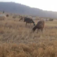 ۷عددبز ۳تا زاییده ۴ عدد ابستن فروشی