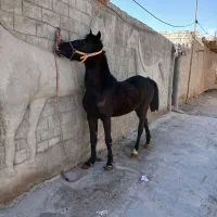 اسب|اسب و تجهیزات اسب‌سواری|فلاورجان, |دیوار