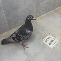 پرنده پلاکی جوان