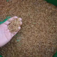 میلورم زنده بهترین کیفیت و قیمت