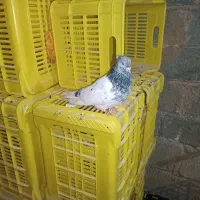 کله سبز پلاکی