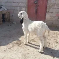 30بز نر