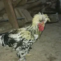 خروس زیبا