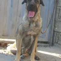 ماده پژدر