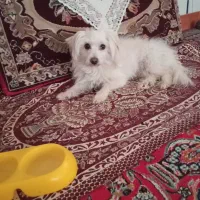 سگ پا کوتا ه شیتزو