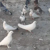 کبوتر