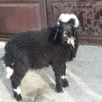 بره نر عراقی چاق